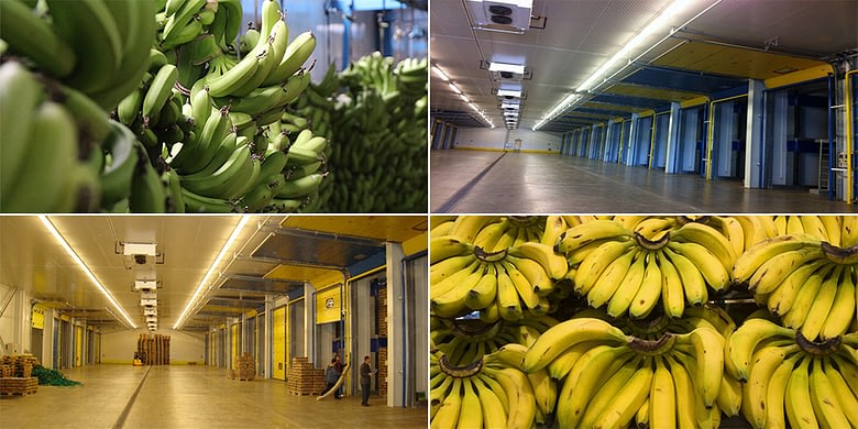 Banana Ripening Rooms